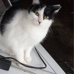 不妊済み　8ヶ月程のメス猫　大福