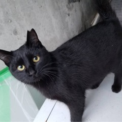 生後8ヶ月程　不妊済みメス猫　ジジ