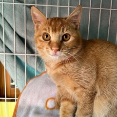 【保護猫】茶トラ子猫の里親さん募集しています‼️仮名ちゃぶ男の子 - 半田市