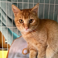 【保護猫】茶トラ子猫の里親さん募集しています‼️仮名ちゃぶ男の子 - 猫
