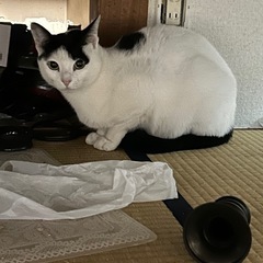 急募　ハチワレ猫のラブちゃん❤️ 