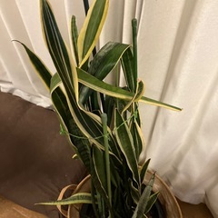 サルベリア　観葉植物の画像