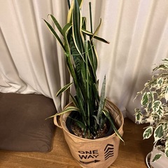 サルベリア　観葉植物の画像
