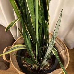 サルベリア　観葉植物の画像