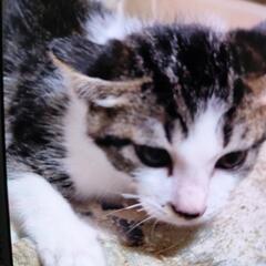 子猫　オス2匹　生後4ヶ月