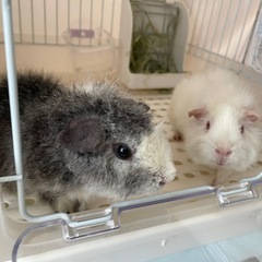 テディ モルモット ♀ 2歳 ホワイト シルバー