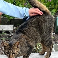 【助けてください！】福島県白河市で猫を探しています