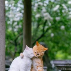女性限定ねこ好きさんと繋がりたい