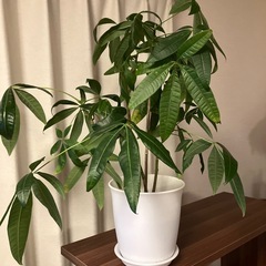 パキラ　観葉植物