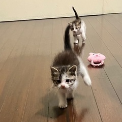 かわいい2匹の女の子家族の一員にして下さい💗 - 津市