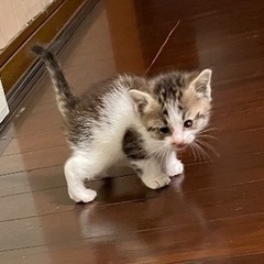 かわいい2匹の女の子家族の一員にして下さい💗 - 猫