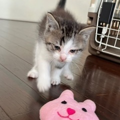かわいい2匹の女の子家族の一員にして下さい💗 − 三重県