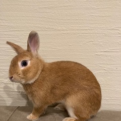 ウサギ　ネザーランドワーフ4才