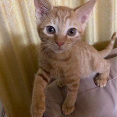 生後約2ヶ月半茶トラの男の子
