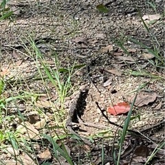 鳥取出身の方いませんか？（大至急！！）