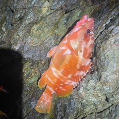 釣り仲間募集