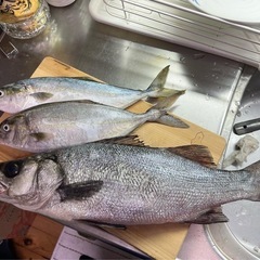 釣り仲間募集 − 大分県