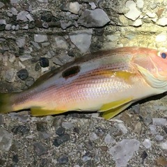 釣り仲間募集 - 友達
