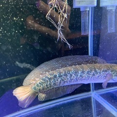 熱帯魚