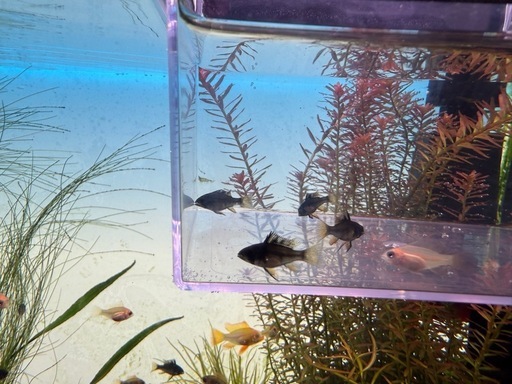 スーパーブラックラミレジィ×4、ゴールデンラミレジィ×1