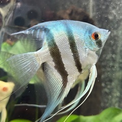 熱帯魚ブルーエンゼルフィッシュ