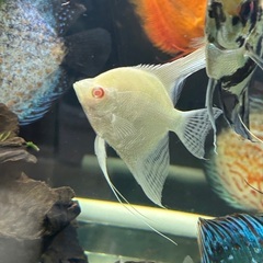 熱帯魚エンゼルフィシュアルビノの画像