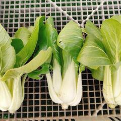 チンゲン菜　100円　霧島　国分　野菜　