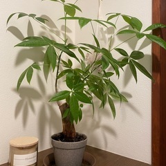 観葉植物　パキラ　60cm