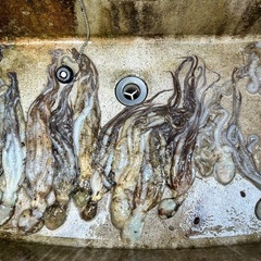 🐙しがやー🐙