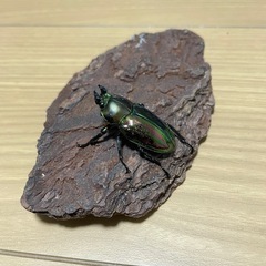 ㊳ニジイロクワガタ メス単