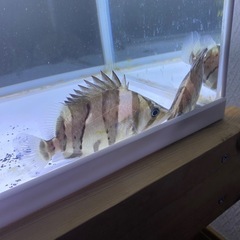 ダトニオプラスワンの画像