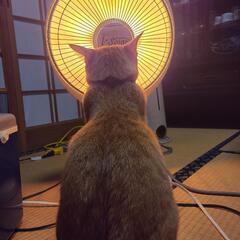 コインリング作成