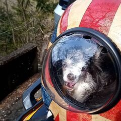 ペット用キャリーバッグ　宇宙船バッグの画像