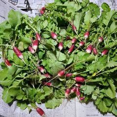 ハツカダイコン紅白(30個くらい)