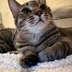 ランキングキーワードに紐づく投稿画像-子猫