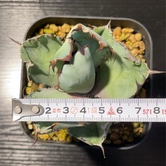 アガベ ブラック＆ブルーの画像