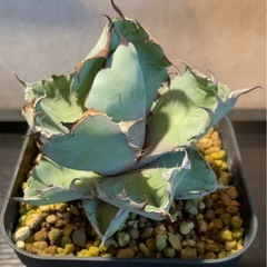 アガベ ブラック＆ブルー