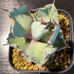 アガベ ブラック＆ブルーの画像