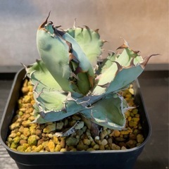 アガベ ブラック＆ブルーの画像