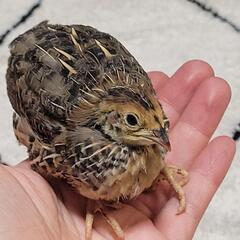 １ヶ月ほど前に産まれたうずら引き取り手募集