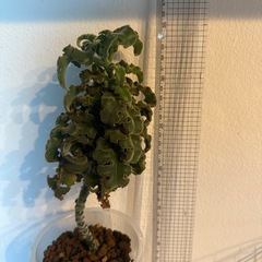 多肉植物　カランコエ　ベハレンシス