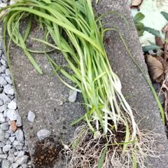ニラに似た植物0円