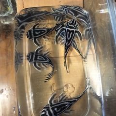 水槽関連　インペリアルゼブラプレコの画像