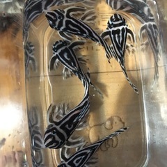 水槽関連　インペリアルゼブラプレコの画像