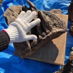 珍品！ 超特大！ サルノコシカケ　れいし キノコ 猿の腰掛け　霊芝　サルの腰掛け　さるのこしかけ　年代不明　置物としてください　インテリア　きのこ　キノコ　オブジェ　驚くほど立派！　硬いです　　骨董　骨董品　古物　の画像