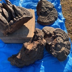 珍品！ 超特大！ サルノコシカケ　れいし キノコ 猿の腰掛け　霊芝　サルの腰掛け　さるのこしかけ　年代不明　置物としてください　インテリア　きのこ　キノコ　オブジェ　驚くほど立派！　硬いです　　骨董　骨董品　古物　の画像