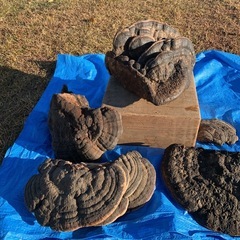 珍品！ 超特大！ サルノコシカケ　れいし キノコ 猿の腰掛け　霊芝　サルの腰掛け　さるのこしかけ　年代不明　置物としてください　インテリア　きのこ　キノコ　オブジェ　驚くほど立派！　硬いです　　骨董　骨董品　古物　の画像