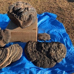 珍品！ 超特大！ サルノコシカケ　れいし キノコ 猿の腰掛け　霊芝　サルの腰掛け　さるのこしかけ　年代不明　置物としてください　インテリア　きのこ　キノコ　オブジェ　驚くほど立派！　硬いです　　骨董　骨董品　古物　の画像