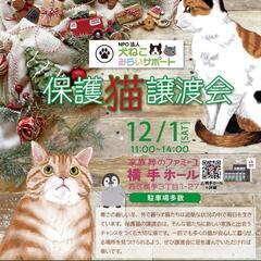 抱っこ❤️ふれ合い💚大歓迎😸保護猫の譲渡会🎵