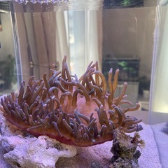 サンゴイソギンチャク